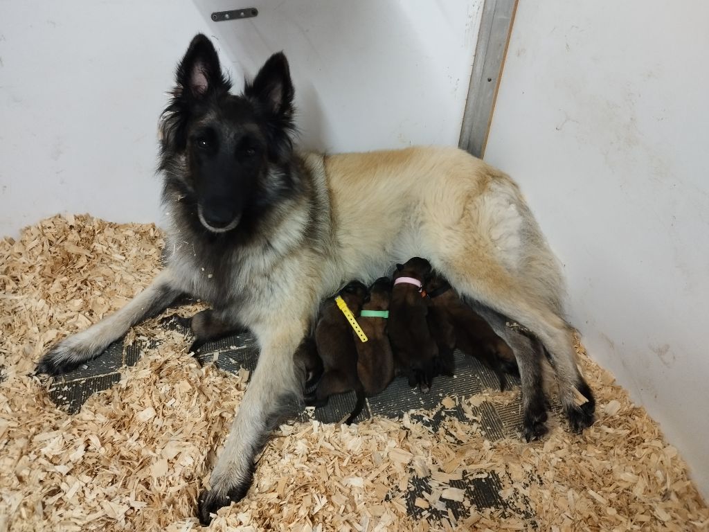 chiot Berger Belge des Loups de la Tiarde