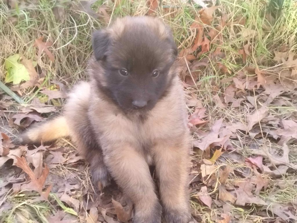 des Loups de la Tiarde - Chiot disponible  - Berger Belge