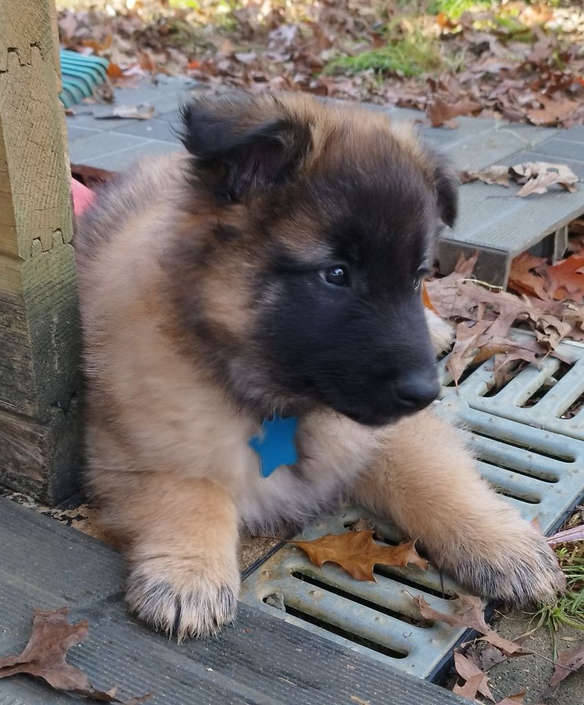 des Loups de la Tiarde - Chiot disponible  - Berger Belge