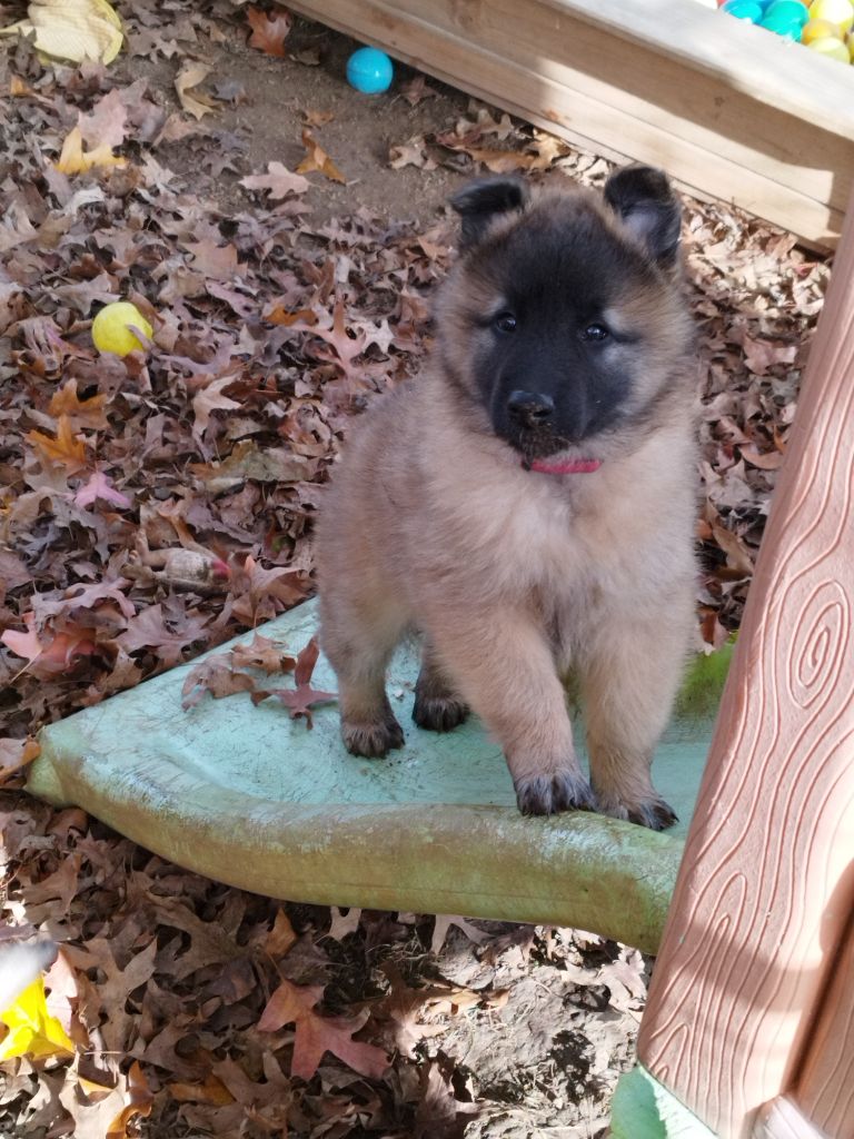 chiot Berger Belge des Loups de la Tiarde