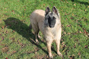 Iziwin des Loups de la Tiarde