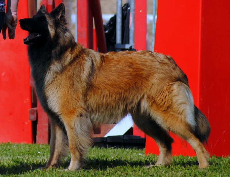 Estia bell des Loups de la Tiarde