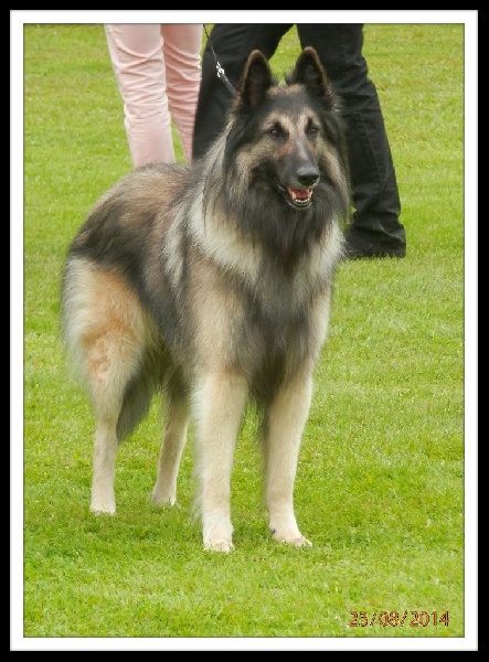 Echo des Loups de la Tiarde