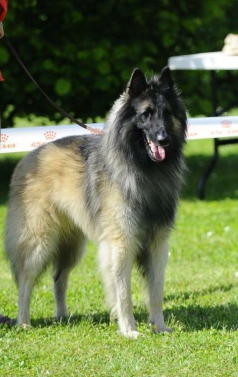 CH. Moupy des Loups de la Tiarde