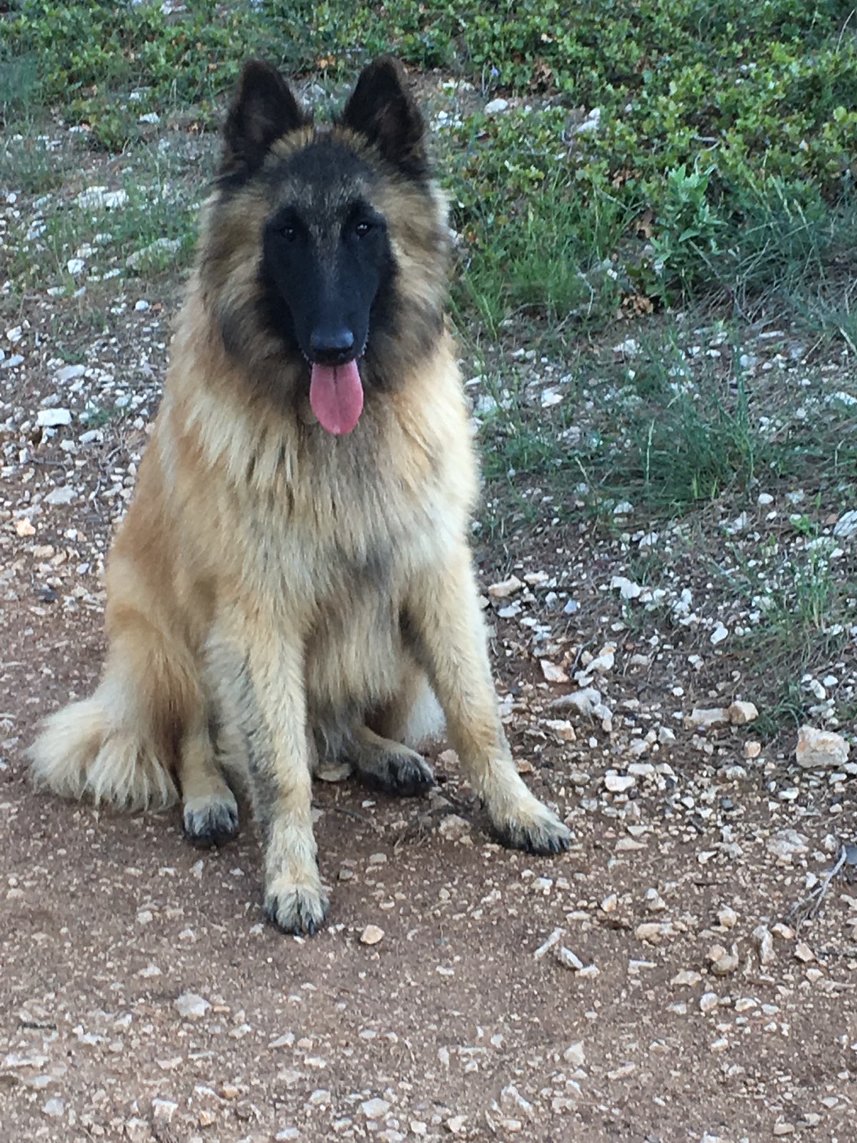 Nanok des Loups de la Tiarde