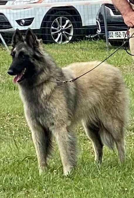 Pink floyd's fan des Loups de la Tiarde