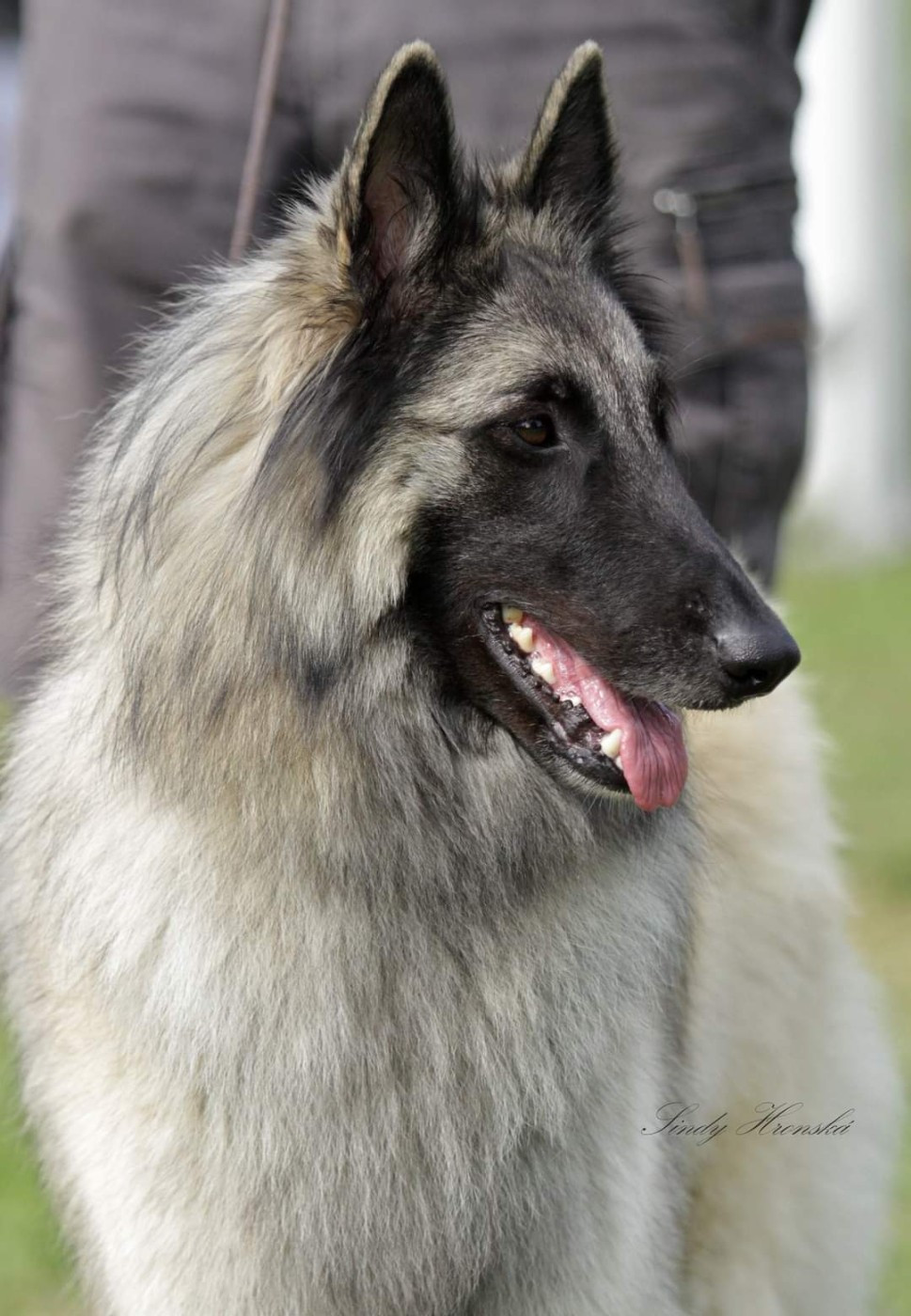 sr Ripley des Loups de la Tiarde