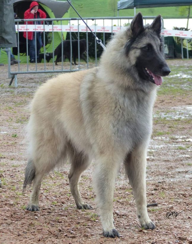 Ripley des Loups de la Tiarde