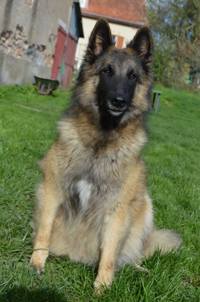 Rayna blood des Loups de la Tiarde