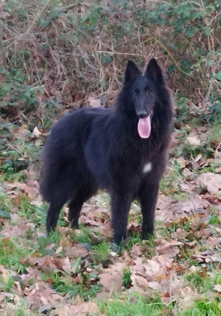 Umba des Loups de la Tiarde