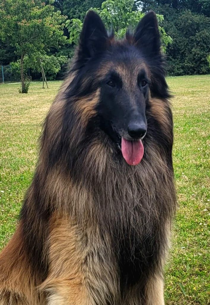 Phares des Loups de la Tiarde