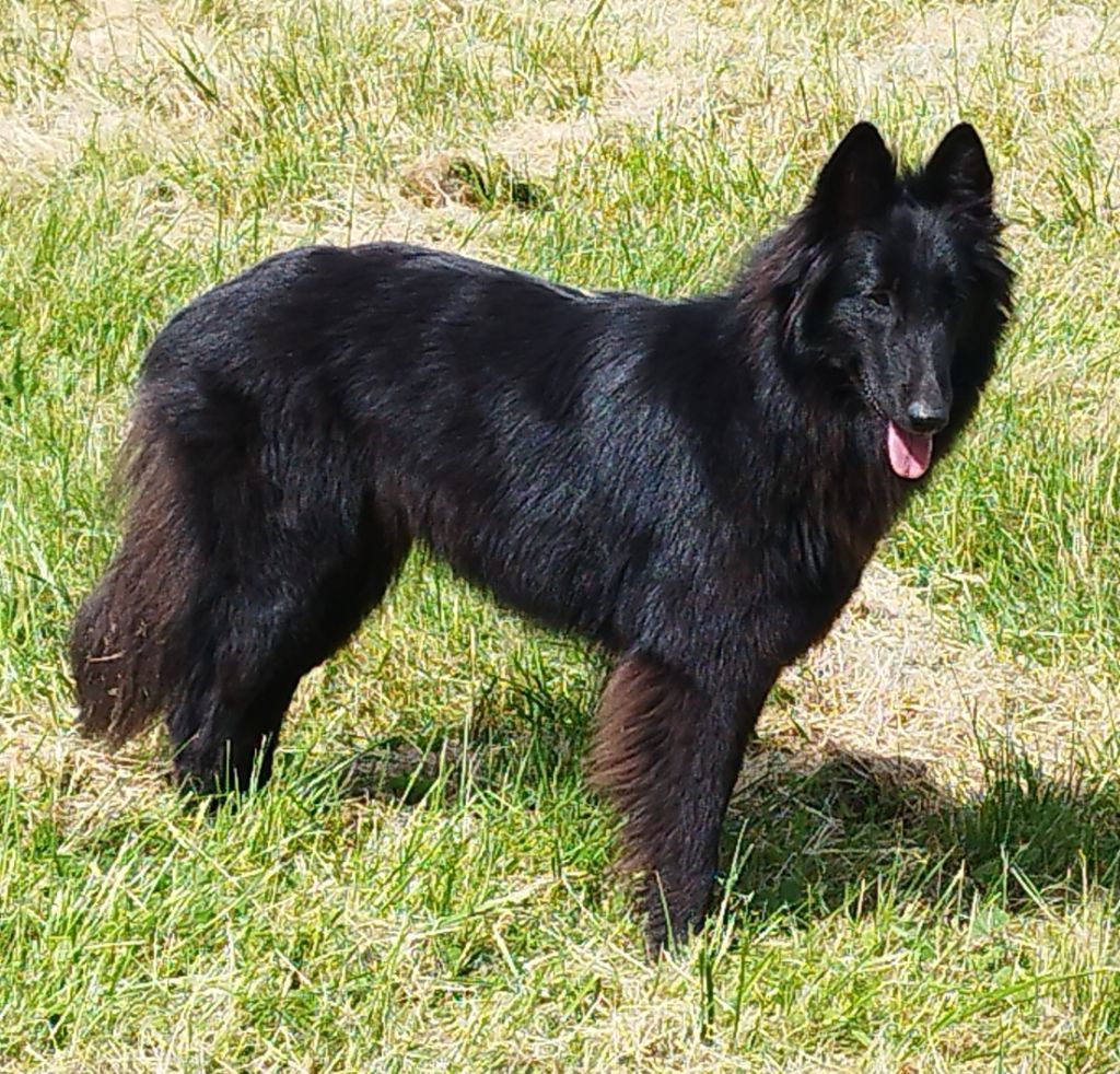 Vanda noire des Loups de la Tiarde