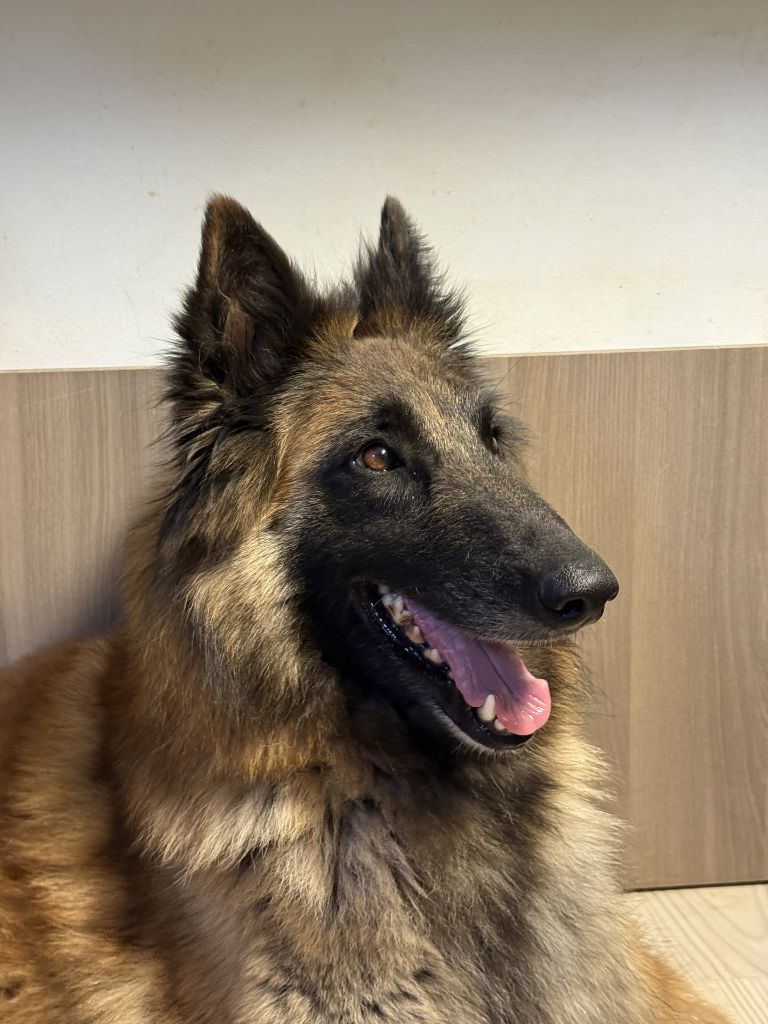 Sohia des Loups de la Tiarde