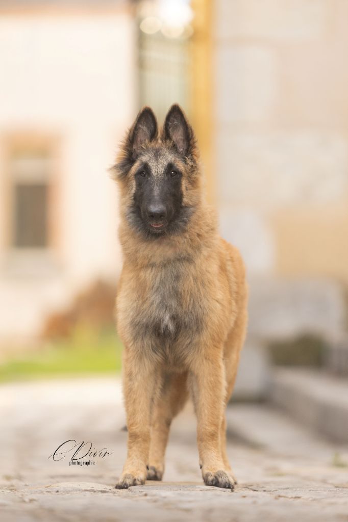 Aragorn des Loups de la Tiarde