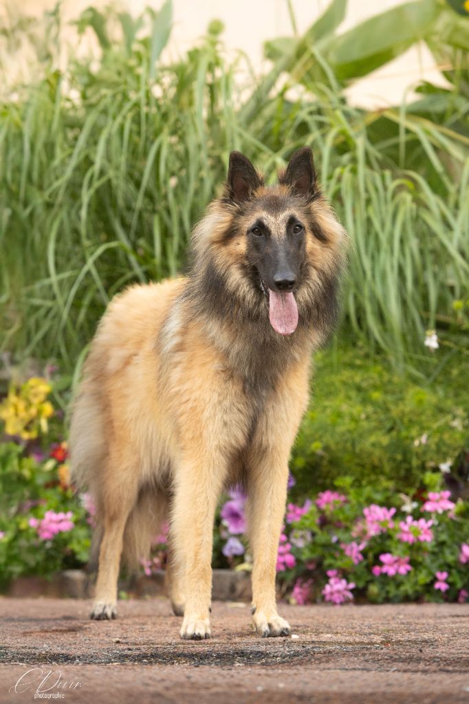 VaÎa des Loups de la Tiarde