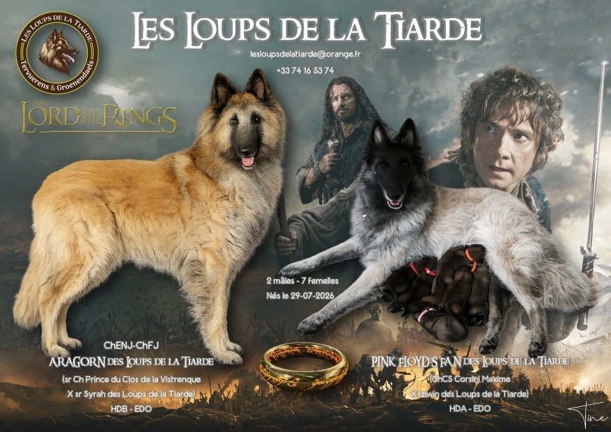 Chiot Berger Belge des Loups de la Tiarde