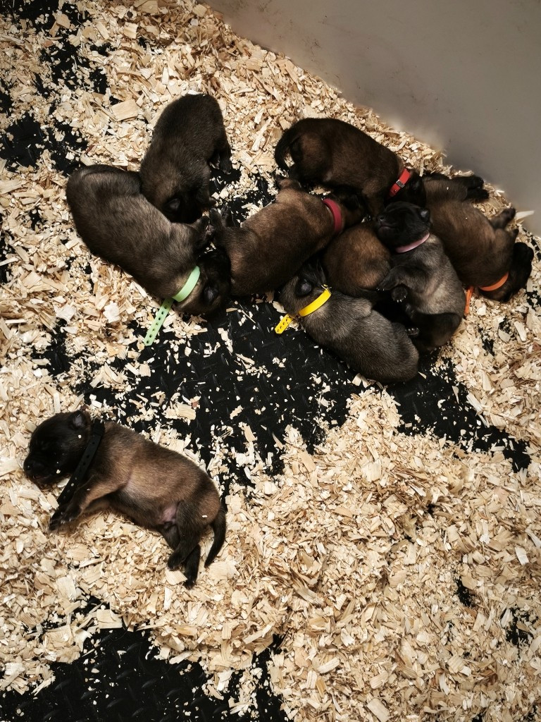 des Loups de la Tiarde - Chiots disponibles - Berger Belge