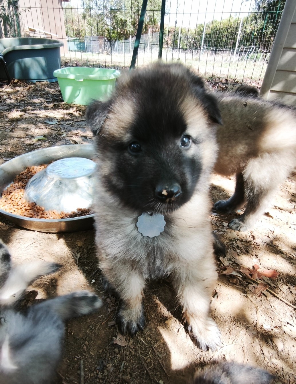 des Loups de la Tiarde - Chiots disponibles - Berger Belge