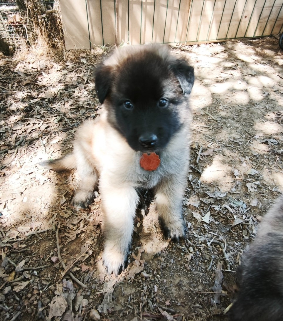 des Loups de la Tiarde - Chiots disponibles - Berger Belge