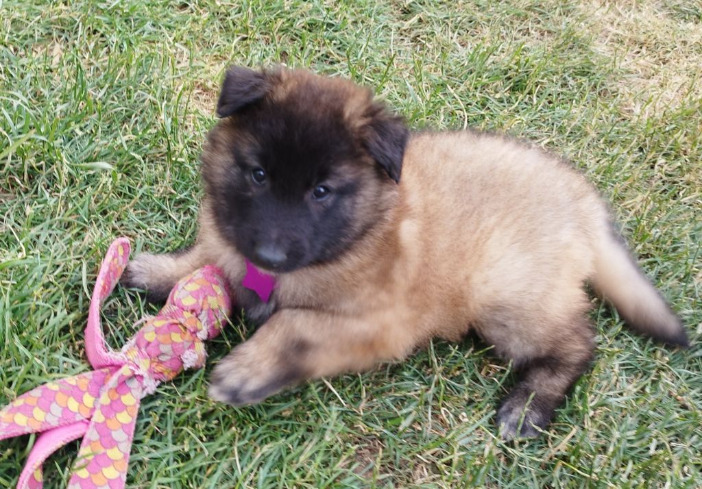 des Loups de la Tiarde - Chiots disponibles - Berger Belge