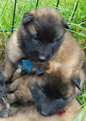 CHIOT 2