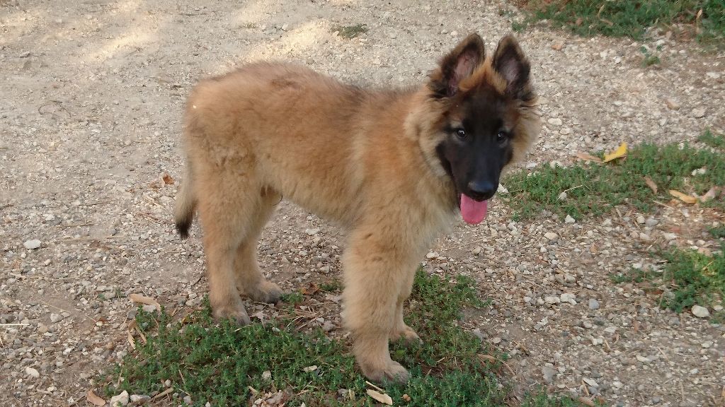 Chiot Berger Belge des Loups de la Tiarde